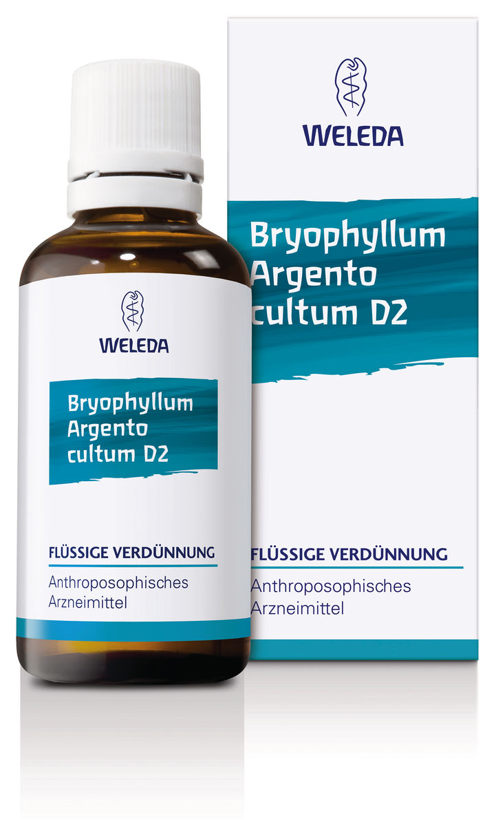 BRYOPHYLLUM ARGENTO cultum D 3 Dilution